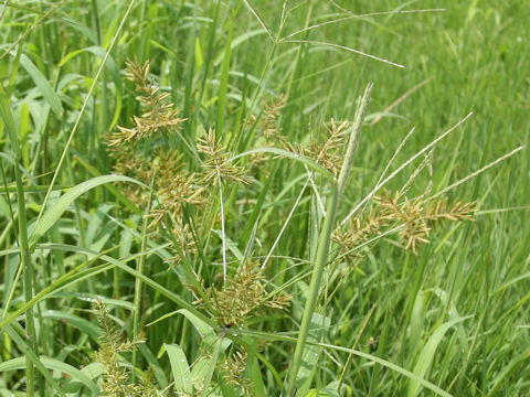 Cyperus microiria