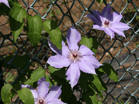 Clematis patens