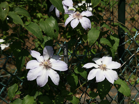 Clematis patens