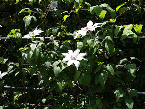 Clematis patens