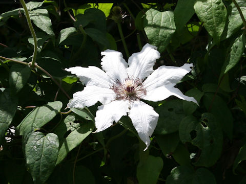 Clematis patens