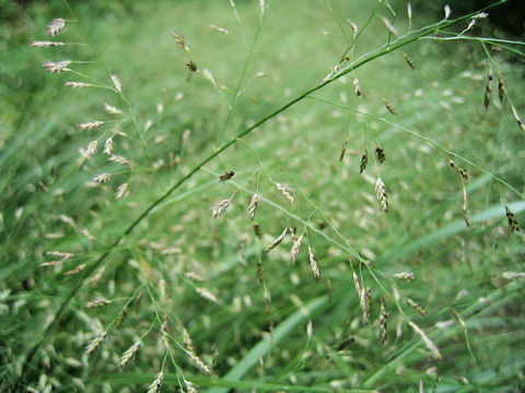 Eragrostis ferruginea