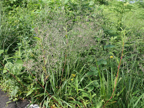 Eragrostis ferruginea