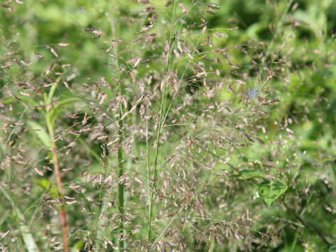 Eragrostis ferruginea