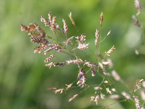 Eragrostis ferruginea