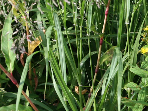 Eragrostis ferruginea