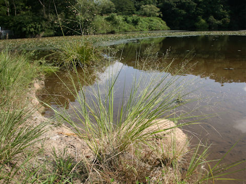 Eragrostis ferruginea