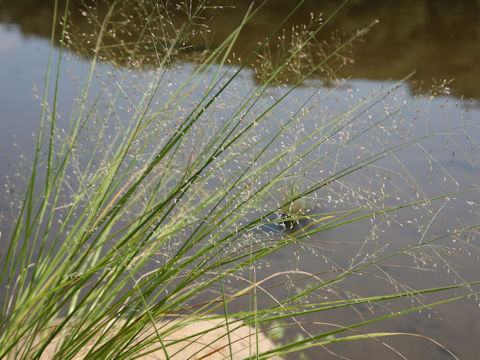 Eragrostis ferruginea