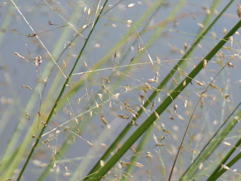 Eragrostis ferruginea