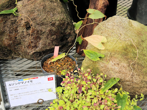 Dioscorea pseudojaponica