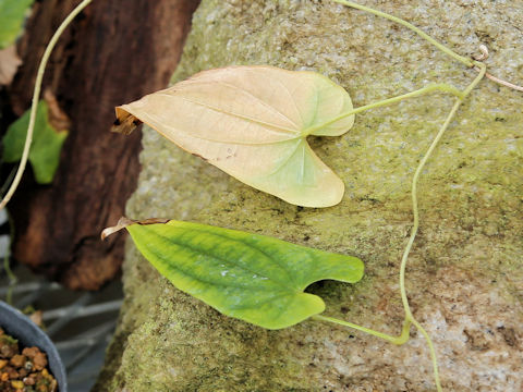 Dioscorea pseudojaponica