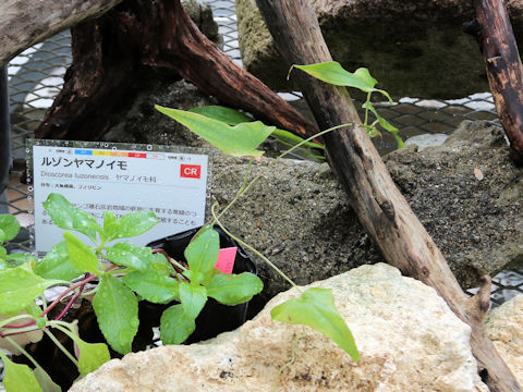 Dioscorea pseudojaponica