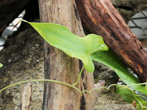 Dioscorea pseudojaponica