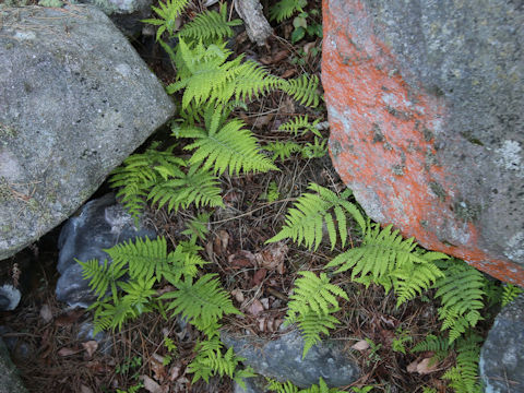 Thelypteris parasitica