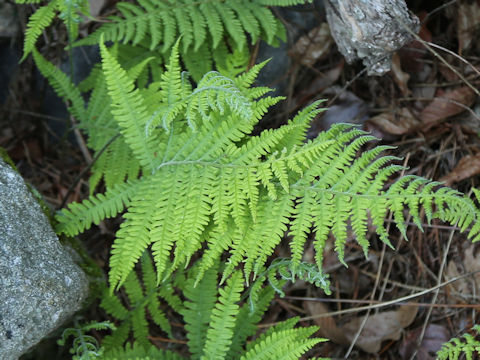Thelypteris parasitica