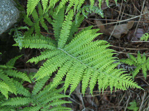 Thelypteris parasitica