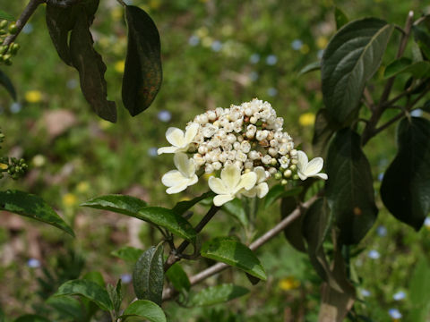 Viburnum macrocephalum f. keteleeri