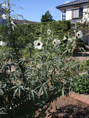 Hibiscus cannabinus