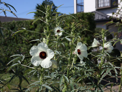Hibiscus cannabinus