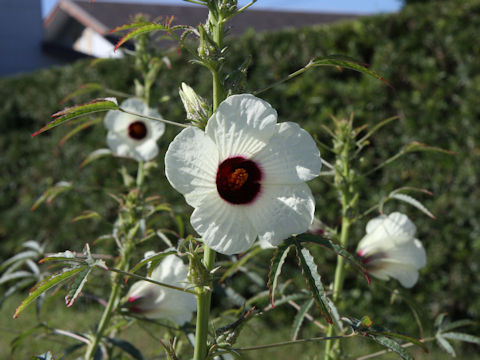 Hibiscus cannabinus
