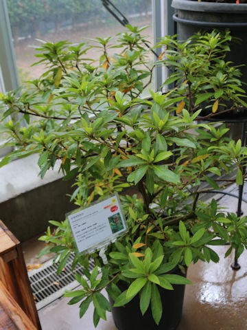 Rhododendron scabrum