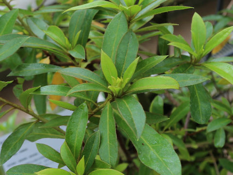 Rhododendron scabrum