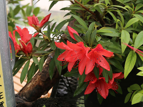 Rhododendron scabrum