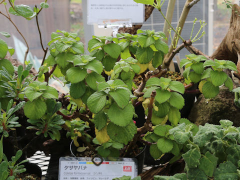 Coleus formosanus