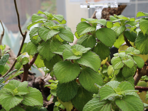 Coleus formosanus