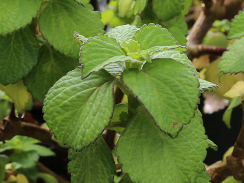 Coleus formosanus