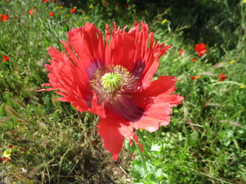 Papaver somniferum