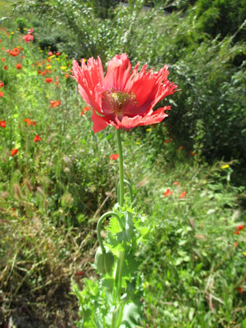 Papaver somniferum