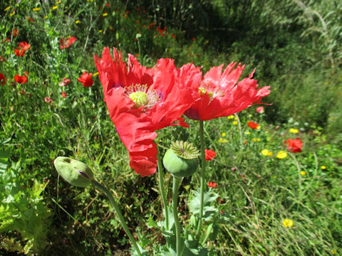 Papaver somniferum