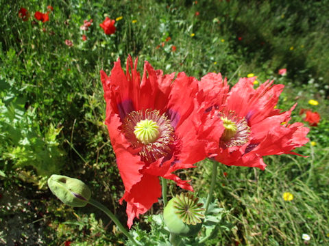 Papaver somniferum