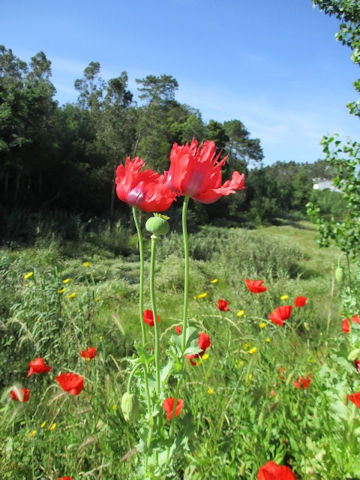 Papaver somniferum