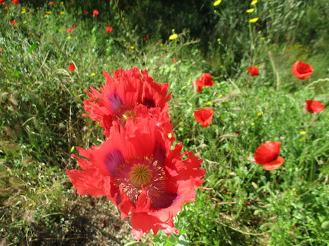 Papaver somniferum