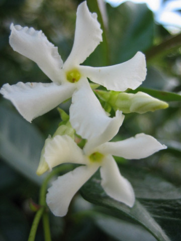 Trachelospermum jasminoides var. pubescens
