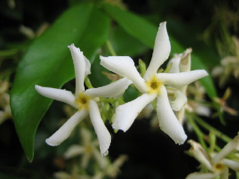 Trachelospermum jasminoides var. pubescens