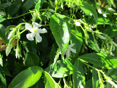 Trachelospermum jasminoides var. pubescens