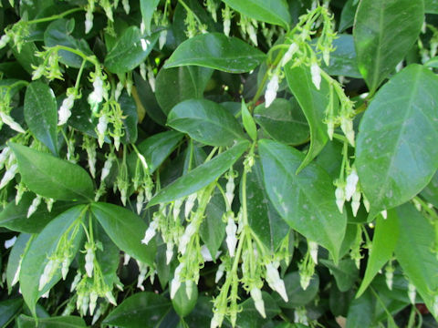 Trachelospermum jasminoides var. pubescens