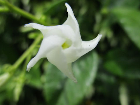 Trachelospermum jasminoides var. pubescens