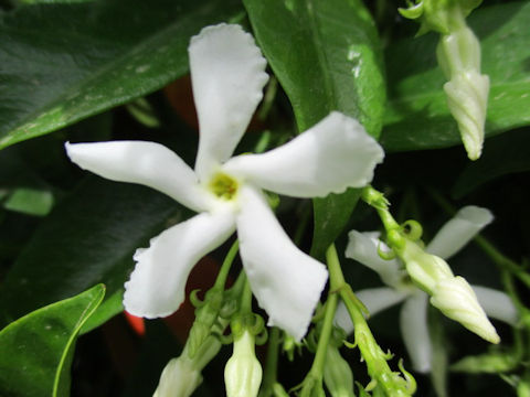 Trachelospermum jasminoides var. pubescens