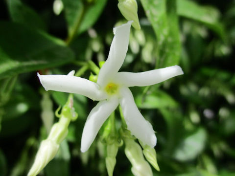 Trachelospermum jasminoides var. pubescens