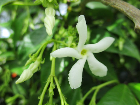 Trachelospermum jasminoides var. pubescens