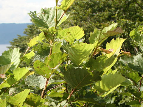 Alnus hirsuta