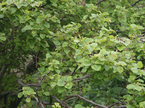 Alnus hirsuta
