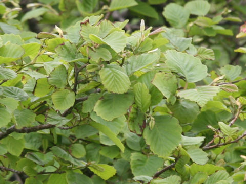 Alnus hirsuta