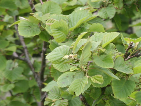 Alnus hirsuta