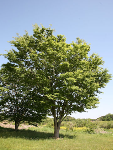 Zelkova serrata