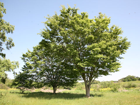 Zelkova serrata